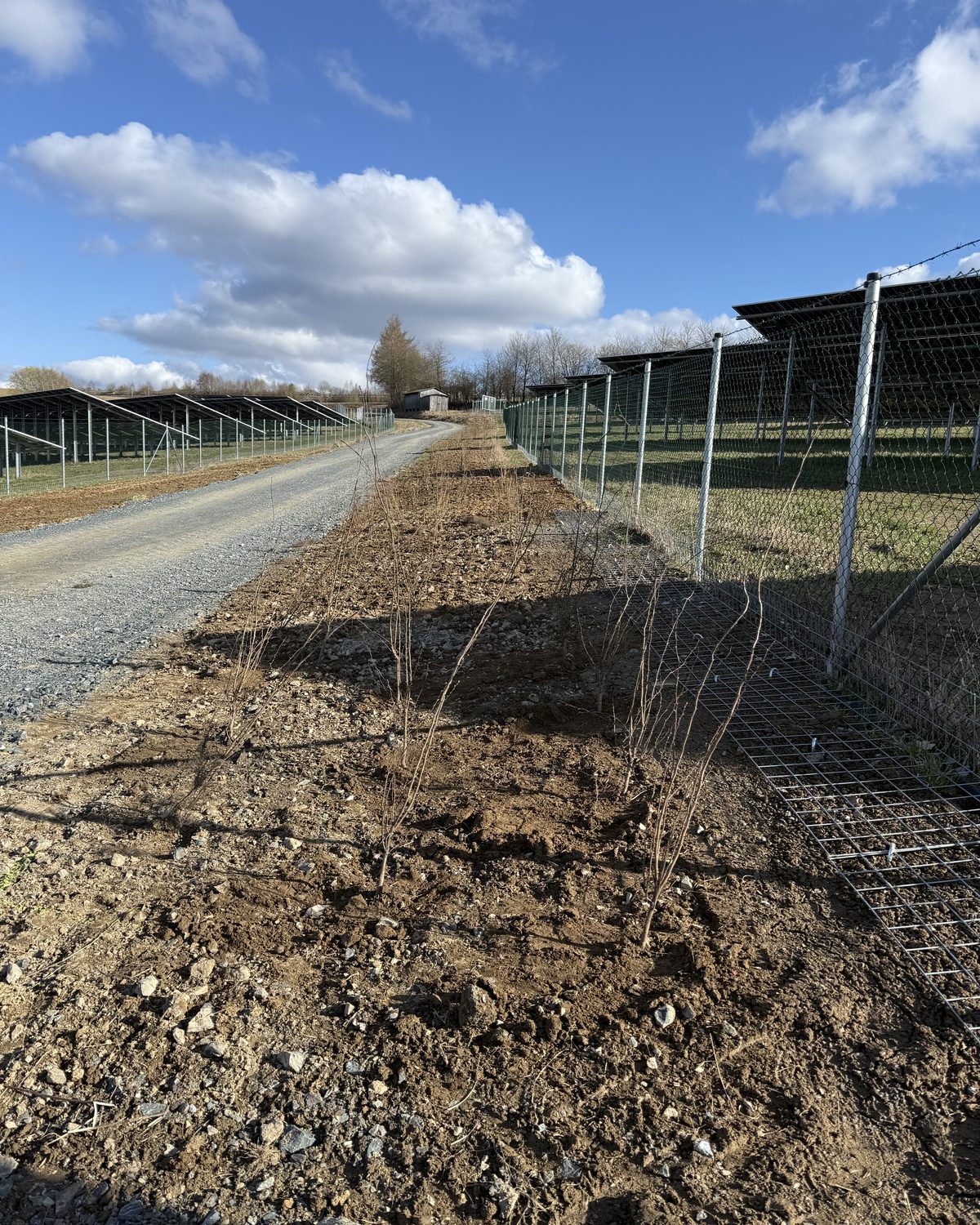 Frisch gepflanzte Gehölze entlang eines Solarparkzauns