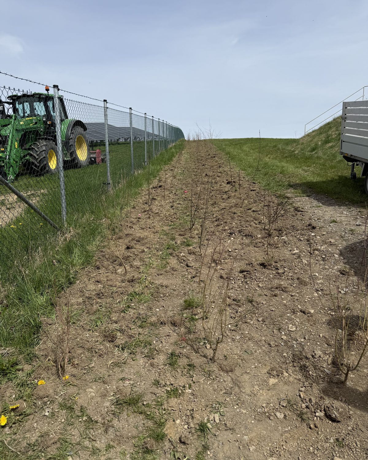 Frisch gepflanzte Gehölzreihen entlang eines Solarparkzauns, im Hintergrund ein Traktor
