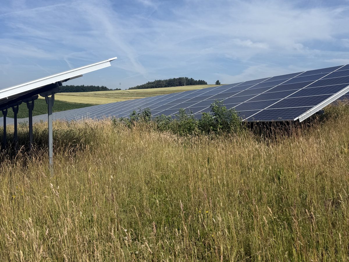 Blühende Wiese zwischen den Modulreihen einer Freiflächen-Photovoltaikanlage