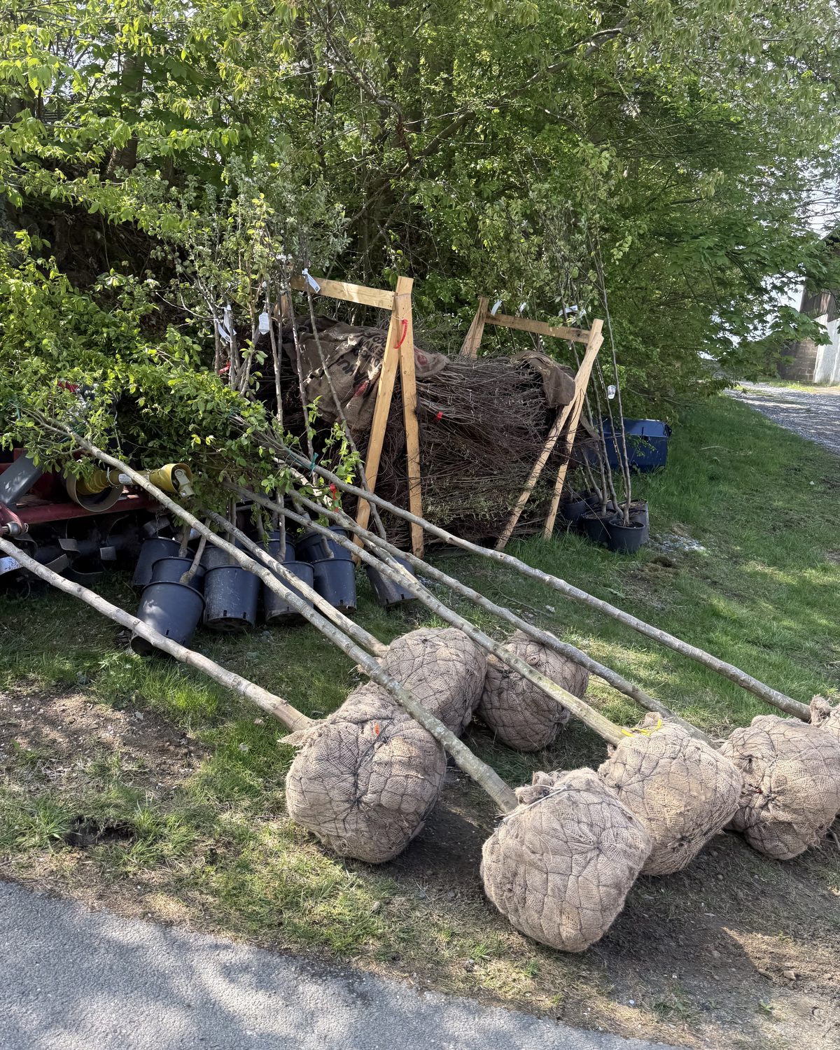 Junge Bäume mit Wurzelballen, vorbereitet für die Anpflanzung