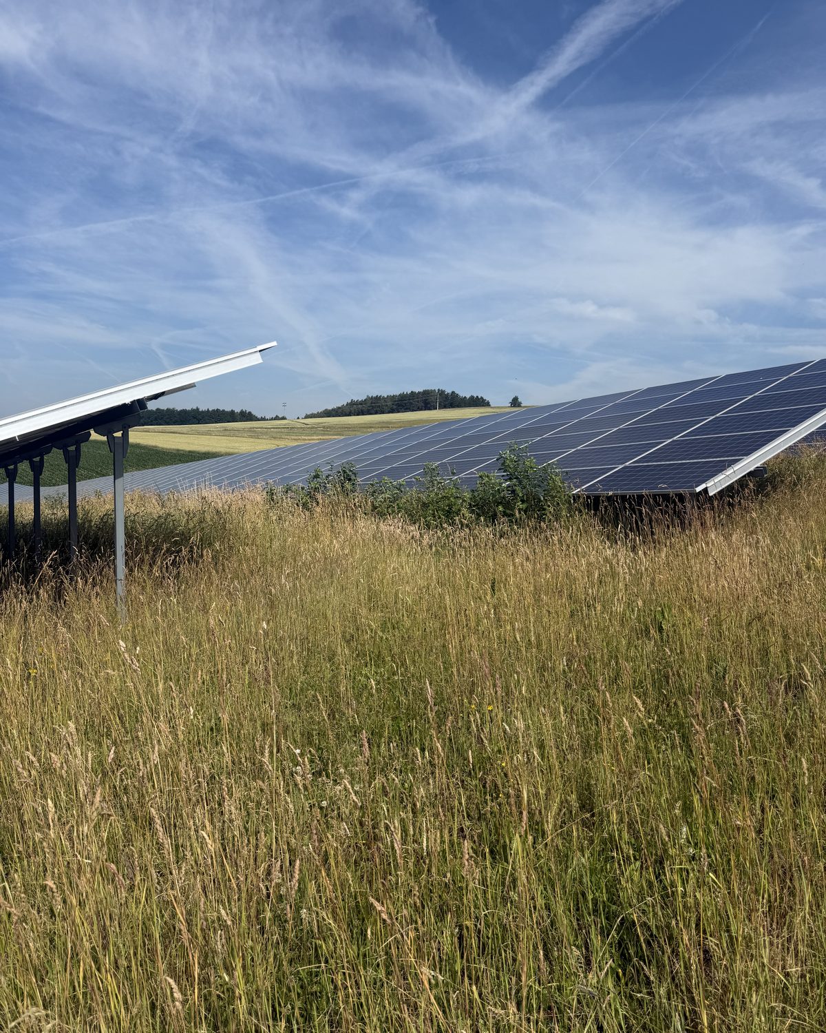 Hoch gewachsene Blühwiese zwischen den Modulreihen einer Photovoltaikanlage